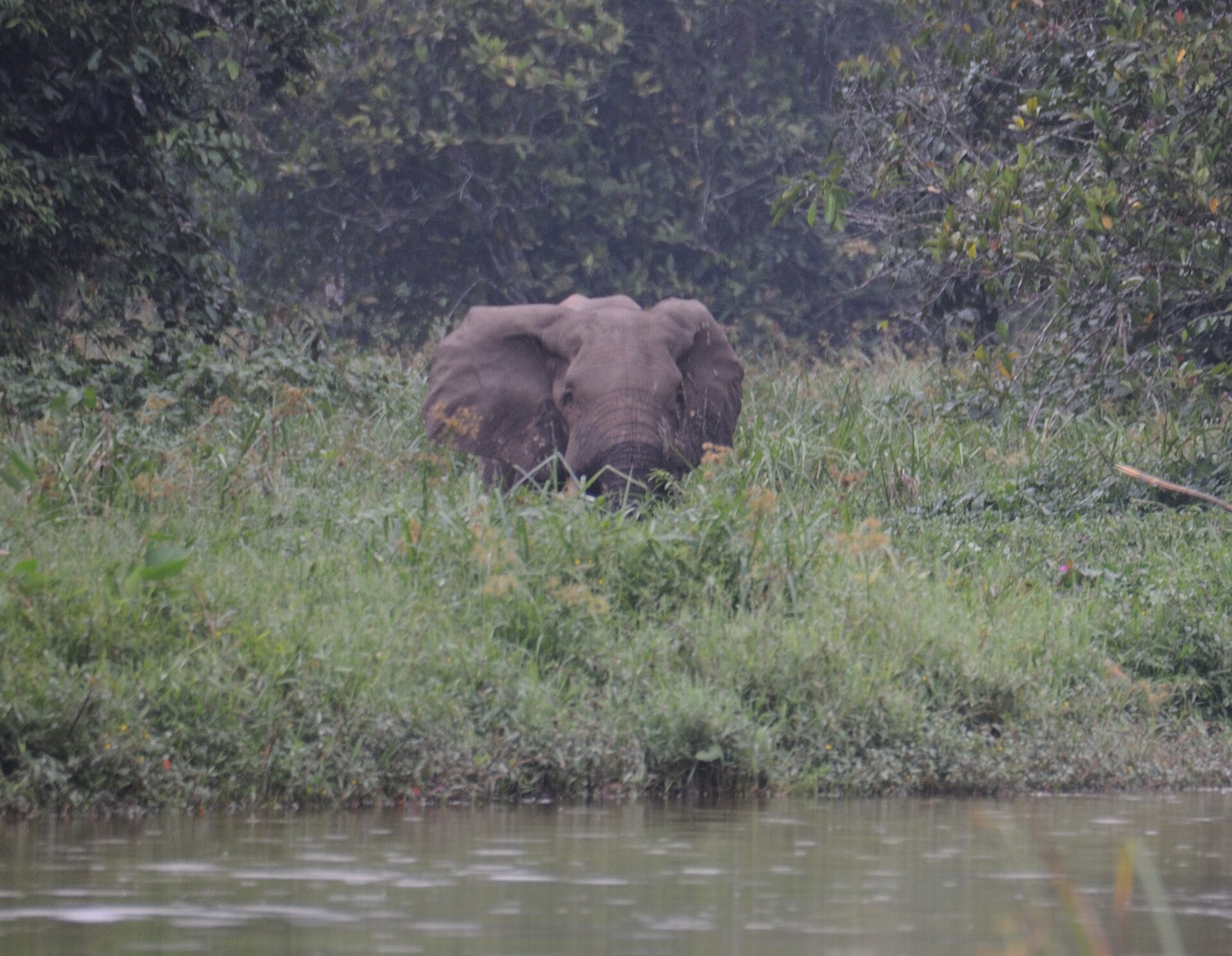 Voi rừng châu Phi bước ra từ rừng mưa nhiệt đới tại Dzanga Bai