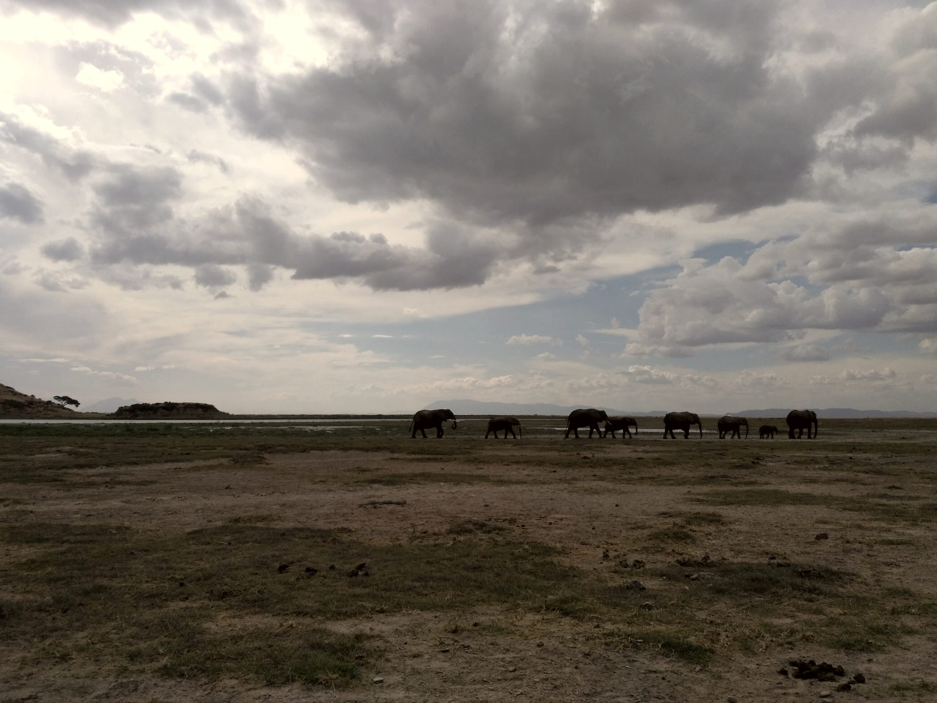 Đàn voi đồng cỏ châu Phi di chuyển trên savan tại Amboseli
