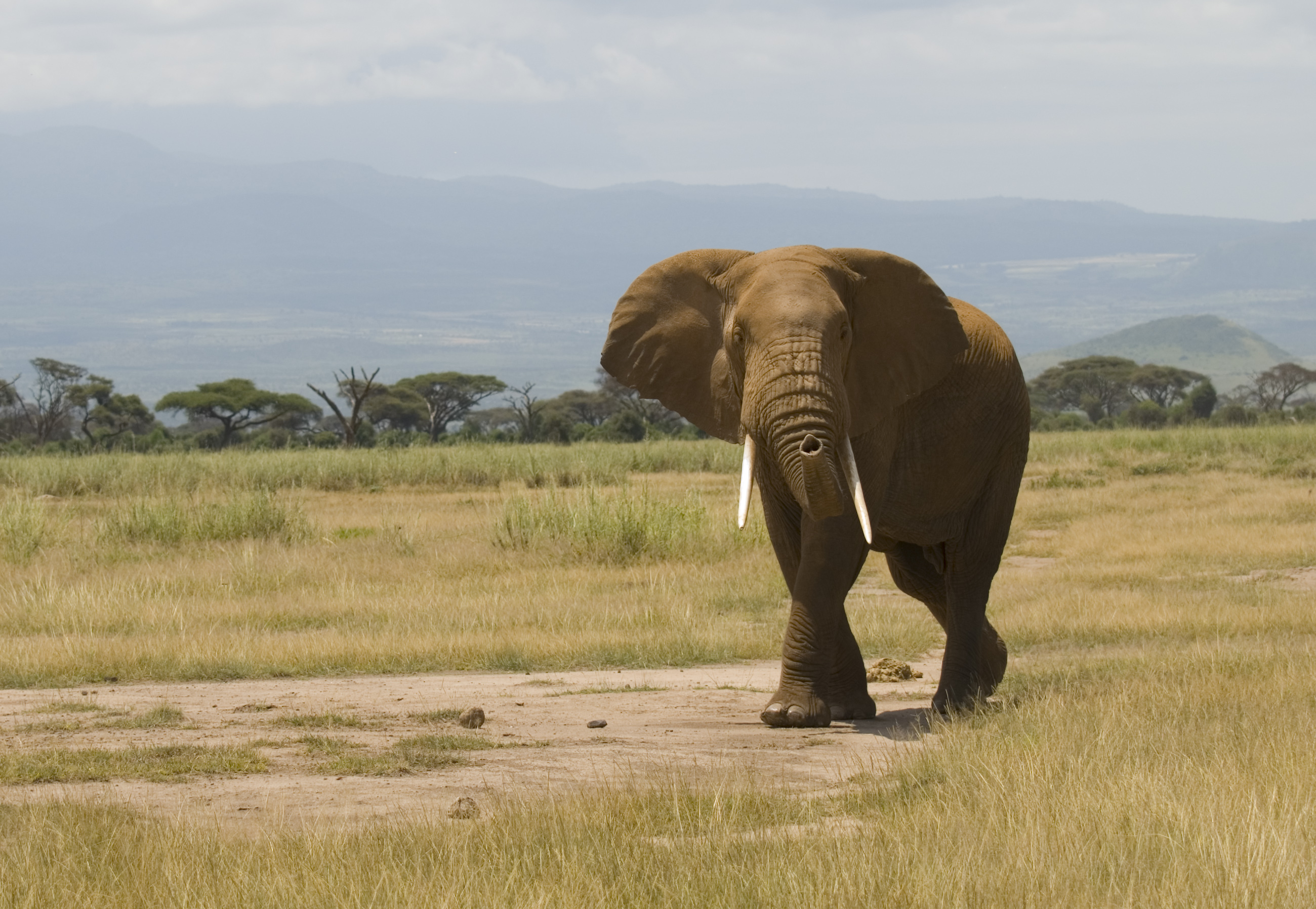 Voi đồng cỏ châu Phi trong môi trường savan tại Amboseli, Kenya