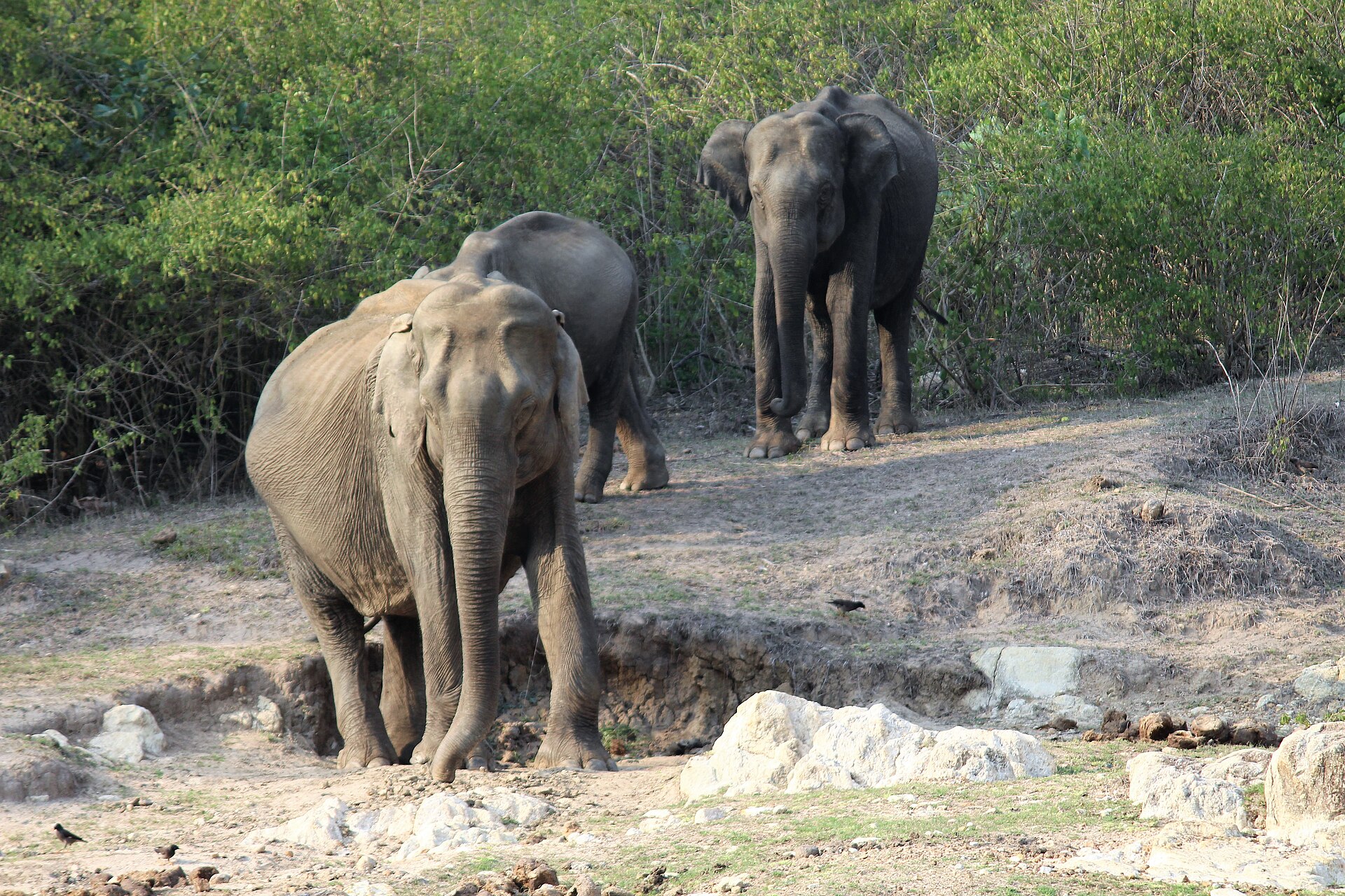 Nhóm voi châu Á trong môi trường tự nhiên tại Bandipur National Park