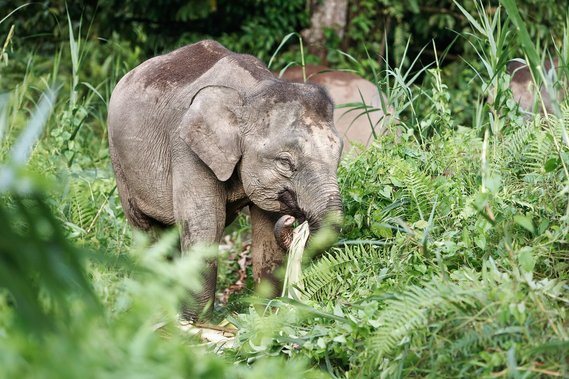 Voi Borneo trong môi trường rừng tự nhiên tại đảo Borneo