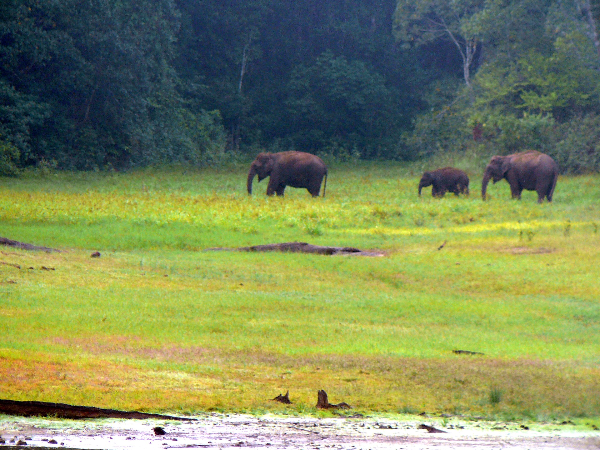 Đàn voi châu Á trong môi trường đồng cỏ và rừng tại Thekkady, Kerala, India