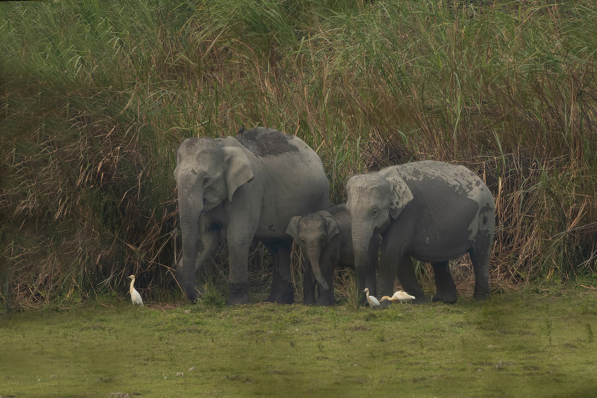 Voi Ấn Độ trong tự nhiên tại Kaziranga National Park, Assam, India