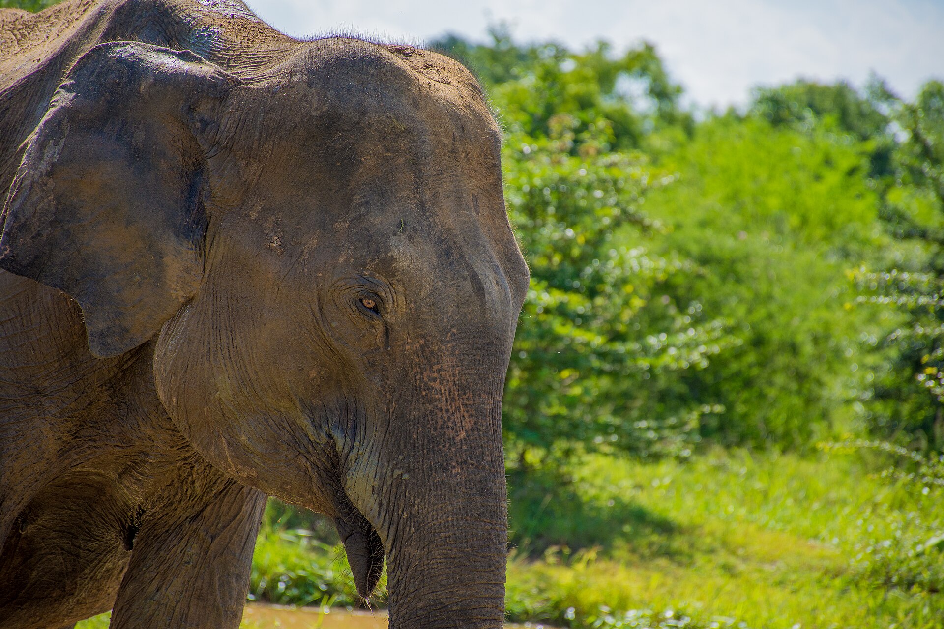 Voi Sri Lanka trong tự nhiên tại Vườn quốc gia Udawalawe