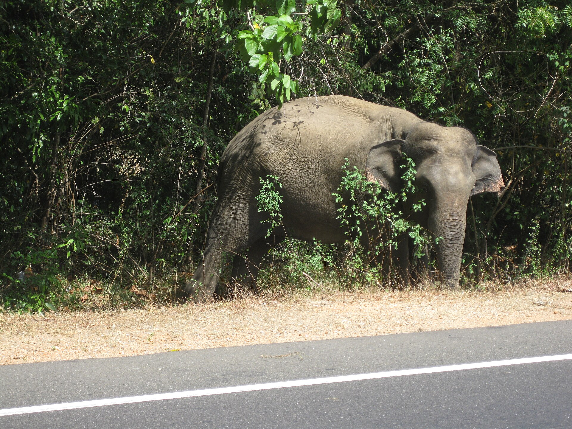 Voi hoang dã Sri Lanka xuất hiện cạnh đường giao thông tại Habarana