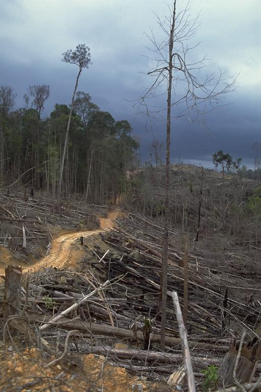 Phá rừng để phát triển đồn điền cọ dầu tại Riau, Sumatra