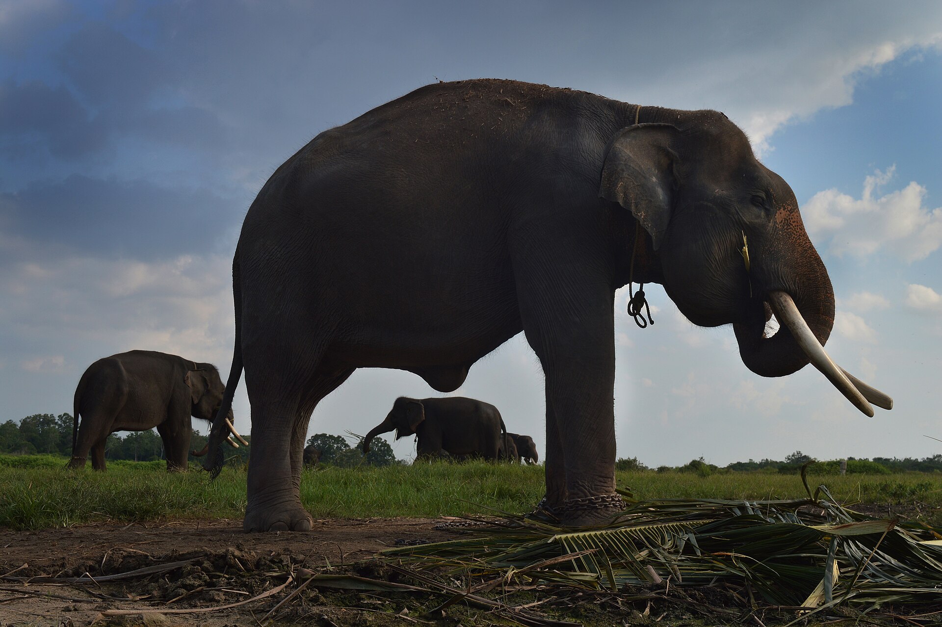 Voi Sumatra tại Way Kambas, Lampung, Indonesia